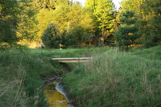 Creek in Summer