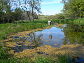 Swamp Pond
