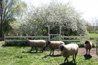 Apple Blossoms