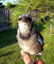 Baby Bluejay