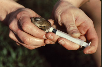 Baby Rabbit