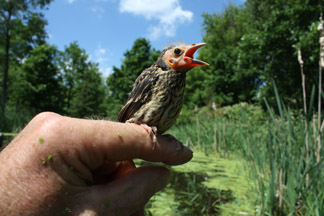 Baby Red-Winged Blackbird