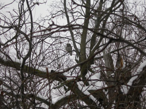 Barred Owl