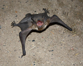 Bat