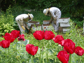 Checking Bees