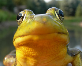 Bullfrog