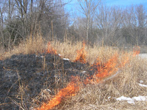 Spring Burn