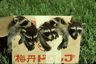 Raccoons