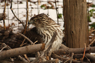 Cooper's Hawk