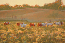 Cows and Wildflowers