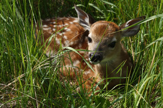 Fawn