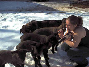 Feeding Time