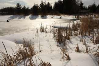 Frozen Pond