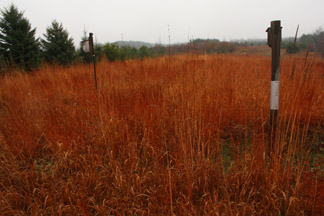 Golden Prairie