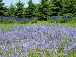 Lupines