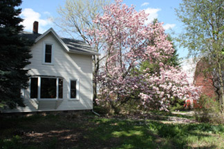 Magnolia in Bloom