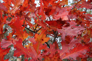 Oak Leaves