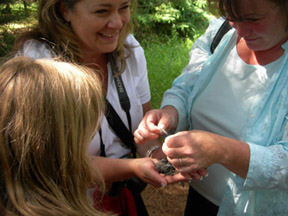 Dissecting Owl Pellets