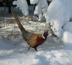 Ringneck Pheasant