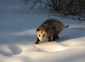 Opossum