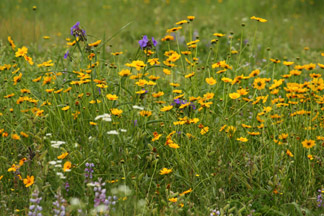 Prairie Flowers