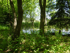 Shaded Pond