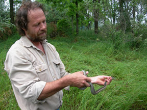 Garter Snake