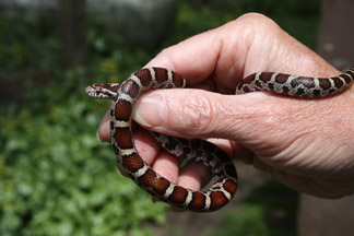 Eastern Milk Snake