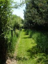 Lane in Summer