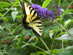 Swallowtail