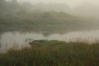 Early Morning Swim