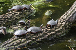 Turtles Sunning