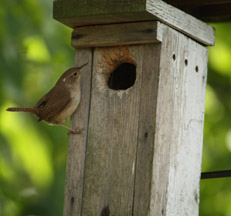 House Wren